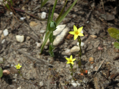 Centaurium maritimum