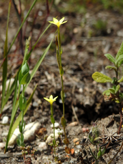 Centaurium maritimum