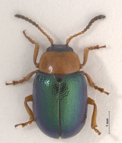 Knotweed Leaf Beetle