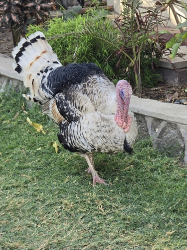 Wild Turkey
