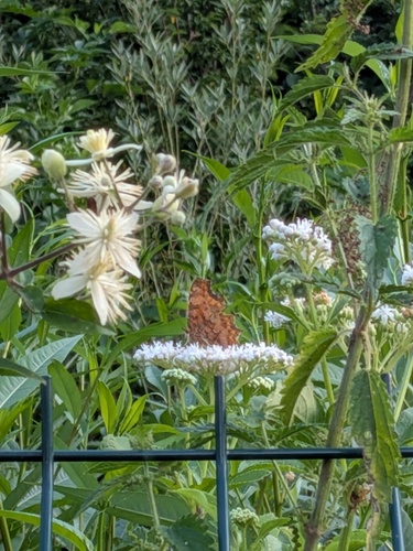 European Comma