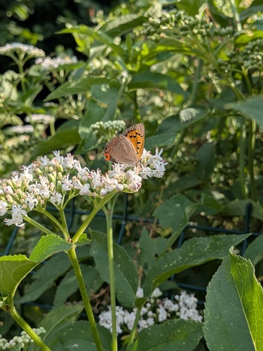 Small Copper