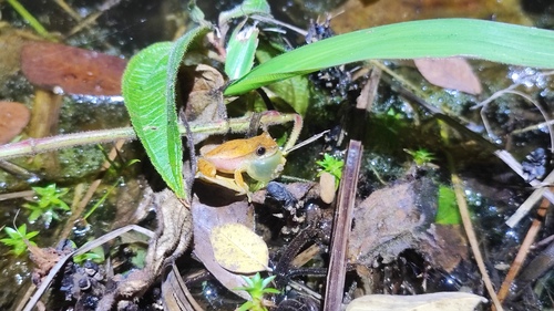 Bonito Tree Frog