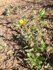 Camissoniopsis hirtella