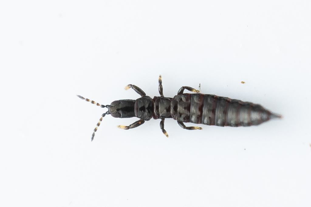 Cephalothrips monilicornis