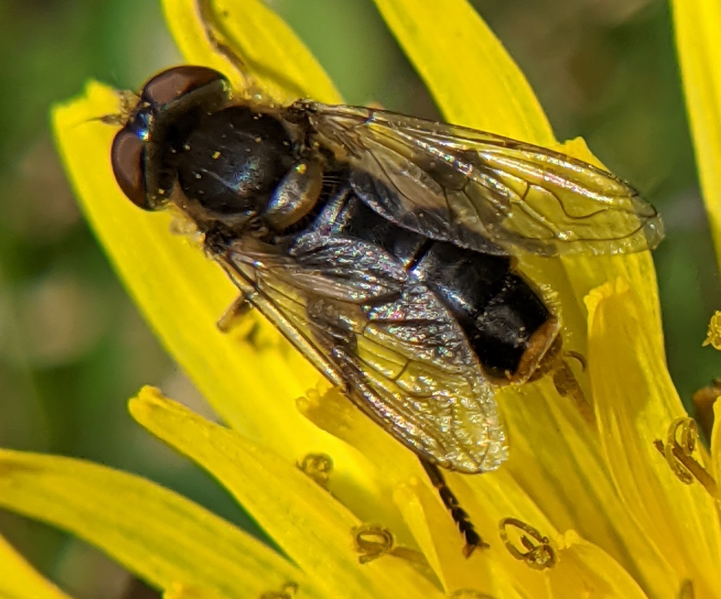 Two-lined Swamp Fly