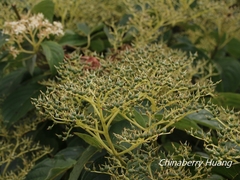Cornus macrophylla