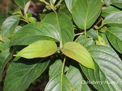 Cornus macrophylla