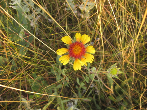 great blanketflower