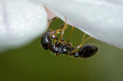 Temnothorax longispinosus