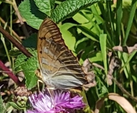 Silver-washed Fritillary