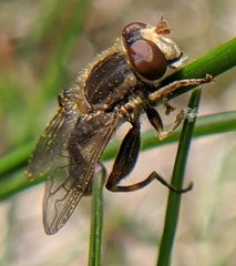 Anasimyia bilinearis