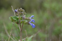 Salvia cuspidata