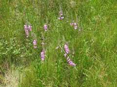 Physostegia pulchella