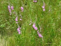 Physostegia pulchella