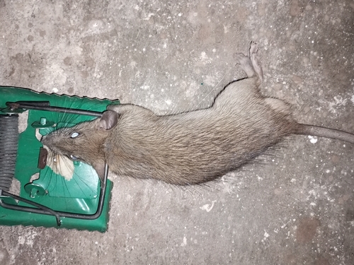 Bandicota bengalensis observed 2026-07-29
