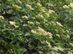 Cornus macrophylla