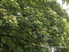 Cornus macrophylla