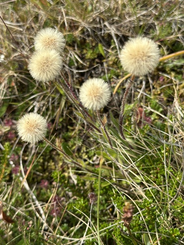 Erigeron borealis, photograph 6