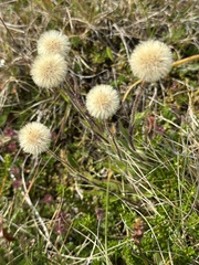 Erigeron borealis, photograph (c) Rosario Douglas, some rights reserved (CC BY)
