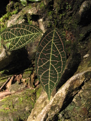 Prestonia quinquangularis