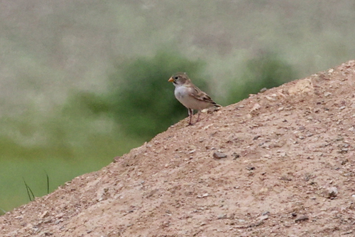 Pere David's Snowfinch (Pyrgilauda davidiana), photo 9