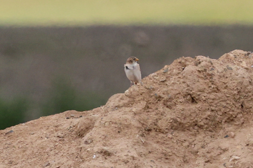 Pere David's Snowfinch (Pyrgilauda davidiana), photo 8