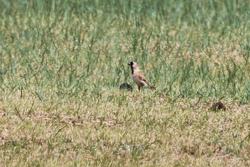 Pere David's Snowfinch (Pyrgilauda davidiana), photo 2