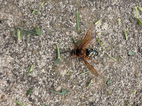 Eastern Cicada-killer Wasp