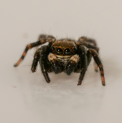 Pseudeuophrys erratica
