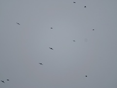 Streptoprocne zonaris