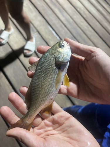 Minor stardrum (Stellifer minor) — Sciaenidae — 2