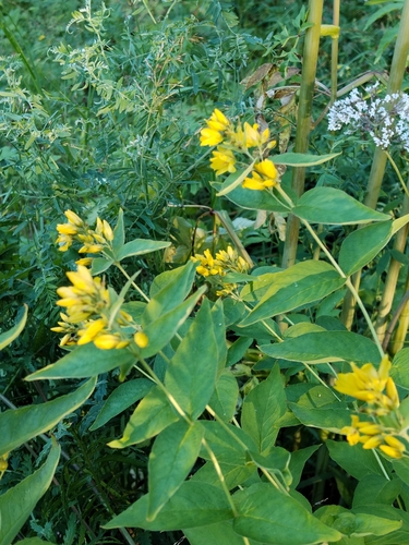 Yellow Loosestrife