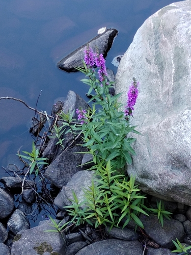 purple loosestrife