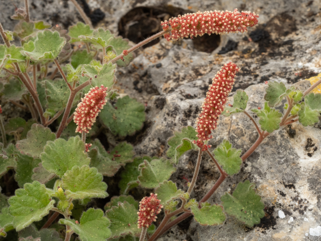 Acalypha monostachya; photograph (c) Turner Brockman, some rights reserved (CC BY-SA)