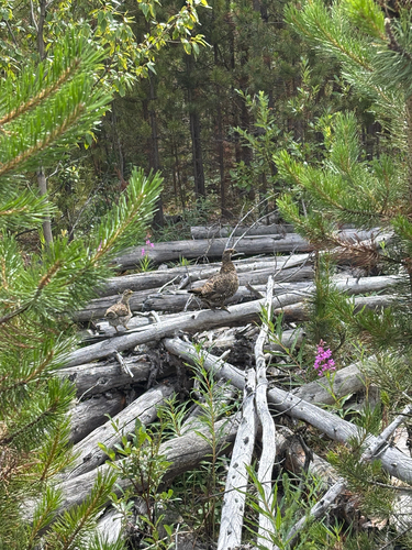Spruce Grouse