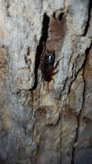 Parcoblatta pennsylvanica