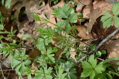 Galium concinnum