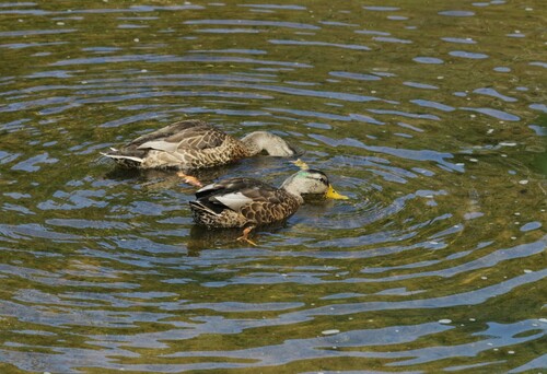 Mallards, Pintails, and Allies