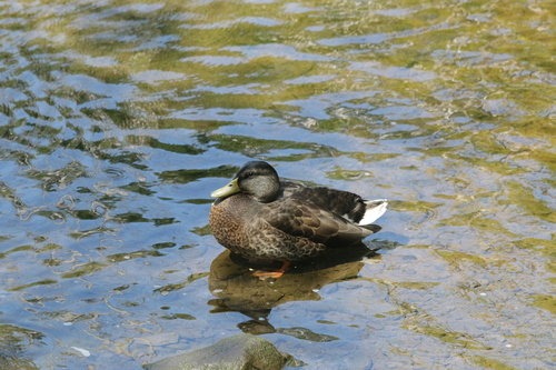 Mallards, Pintails, and Allies