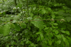 Phytoptus avellanae