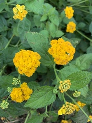 Lantana × hybrida