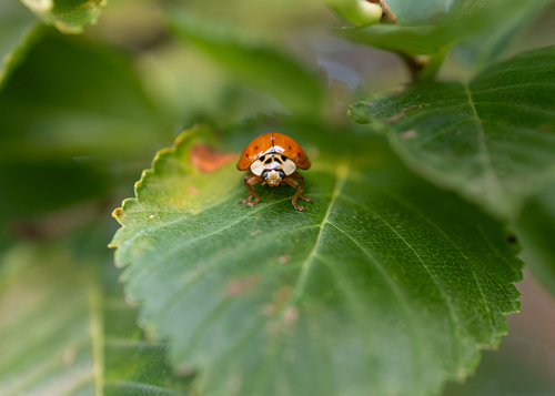 Asian Lady Beetle