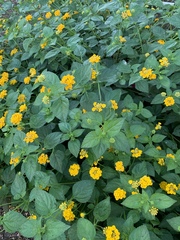 Lantana × hybrida