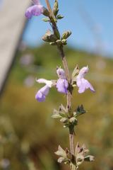 Salvia pallida