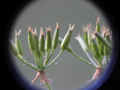 Chaerophyllum villarsii, photograph 4