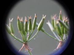 Chaerophyllum villarsii, photograph (c) Yves Bas, some rights reserved (CC BY)