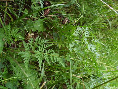 Chaerophyllum villarsii, photograph 5
