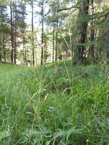Chaerophyllum villarsii, photograph 6