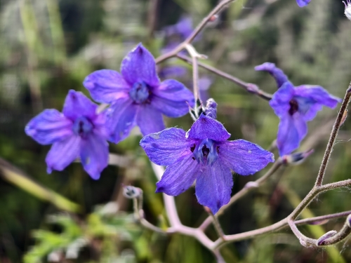 Siberian larkspur